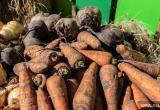 Из Беларуси запретили вывозить свёклу и морковь