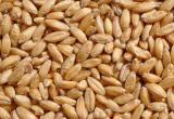 Мировые цены на пшеницу выросли до максимума