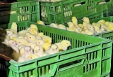 Работник птицефабрики в Шклове похитил почти 20 тысяч цыплят