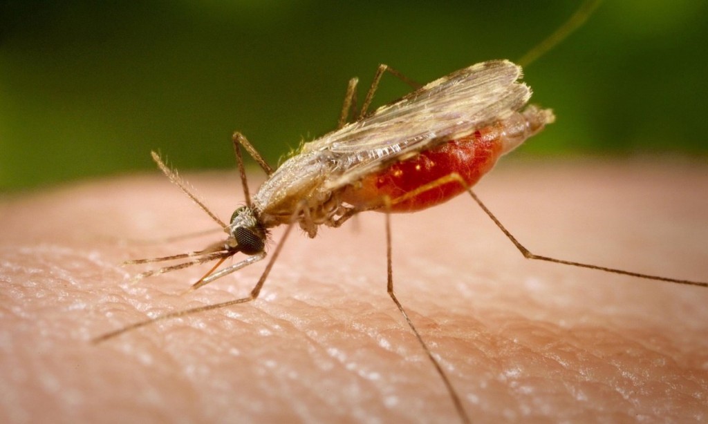 Как спастись от комаров на природе?