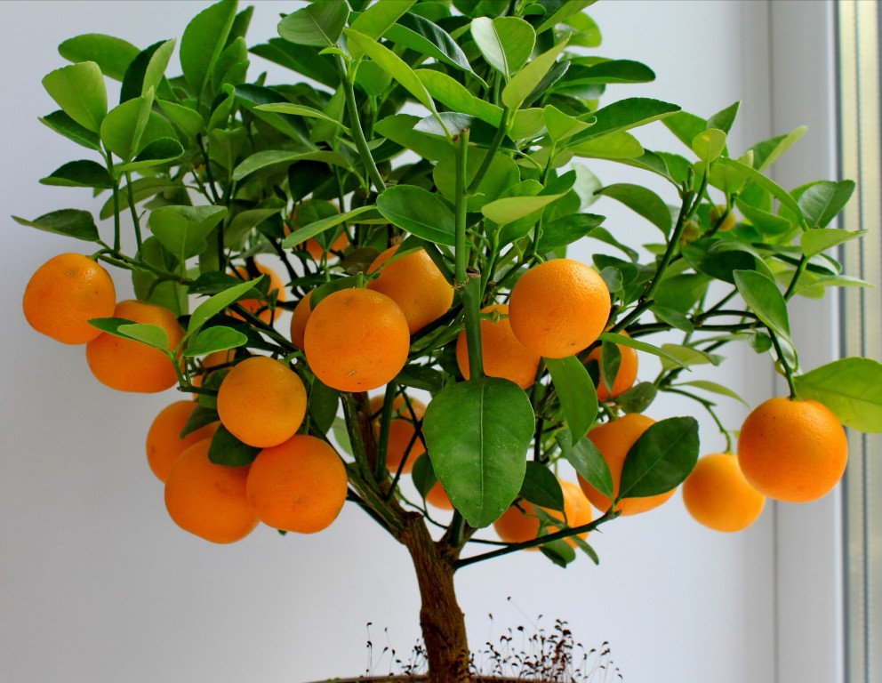 Как вырастить дома мандарин