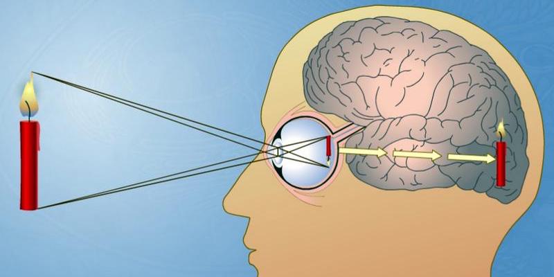 Как мозг скрывает несовершенства зрения?