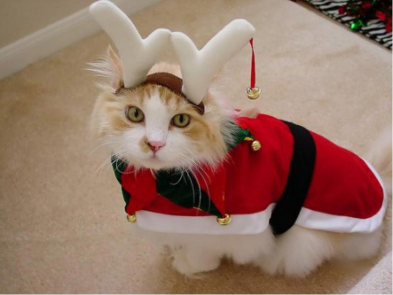 Костюм Котика Картинки