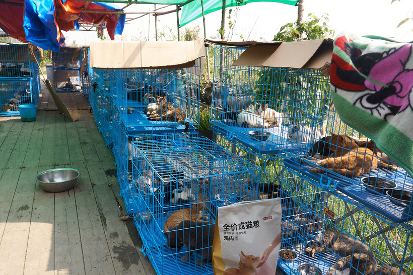 Тысячу кошек спасли от продажи под видом шашлыков в Китае