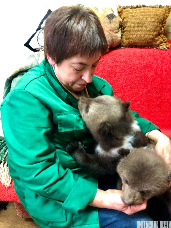 Двух медвежат спасают в Витебске