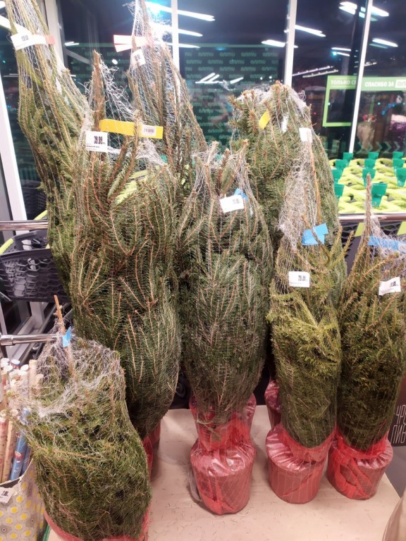 Где в Бресте дешевле купить елку и новогоднюю атрибутику?