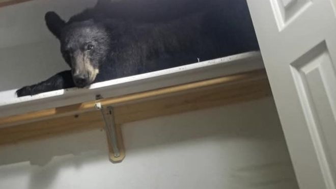 Американская семья в шкафу обнаружила медведя