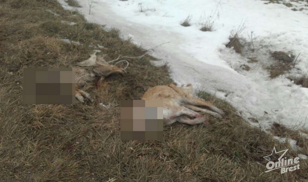 Чёрный февраль: огромный могильник, убийство в Столбцах и мёртвые собаки в Каменецком районе