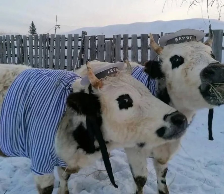 Конкурс красоты среди коров провели в Якутии