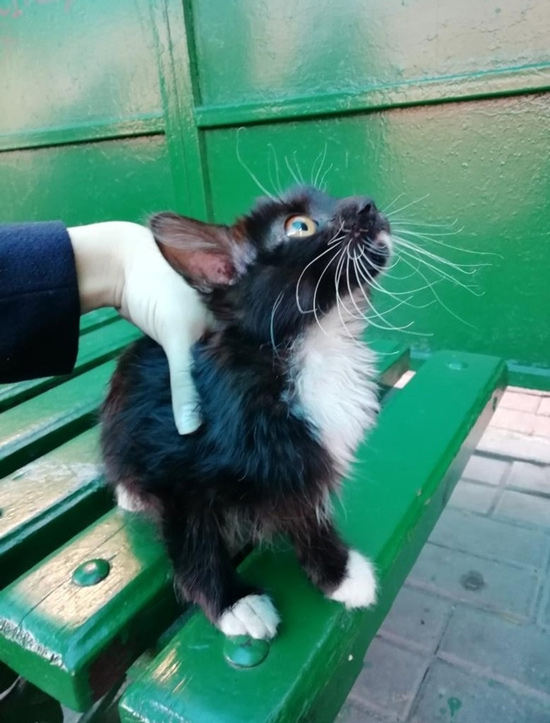 Фото: как в Гомеле МЧС-ники спасали котенка
