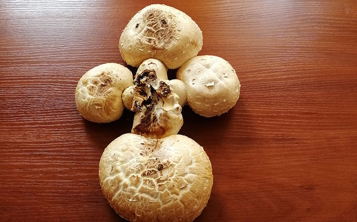 Фотофакт: гриб в форме креста вырос в Барановичах