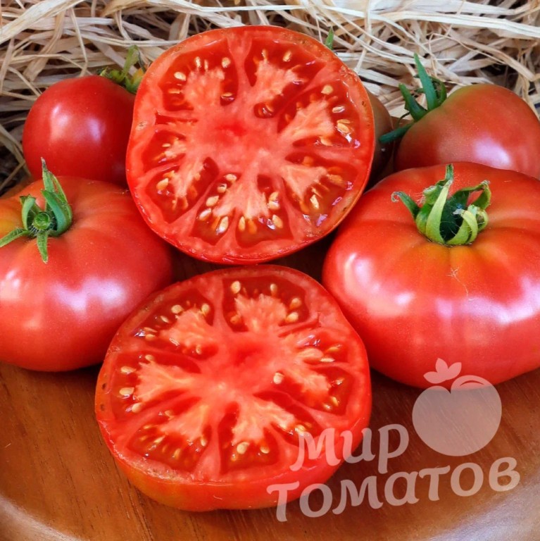 Выбираем томаты на сезон-2024: лучшая серия сортов с большим урожаем и легким уходом