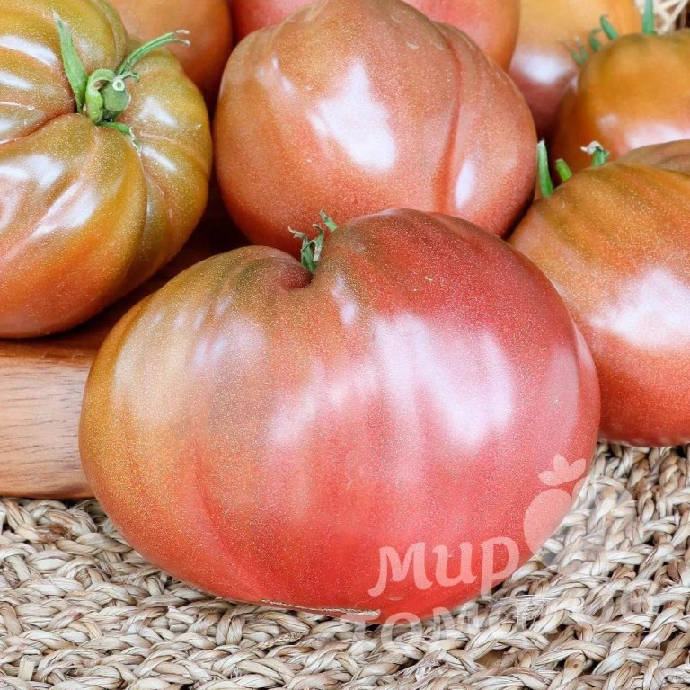 Выбираем томаты на сезон-2024: лучшая серия сортов с большим урожаем и легким уходом