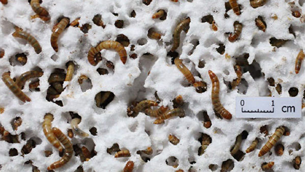 Экологическое открытие: гусеницы, поедающие пластиковые пакеты