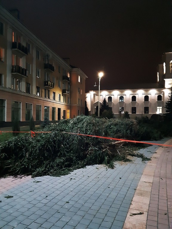 Живые елки привезли на площадь Ленина