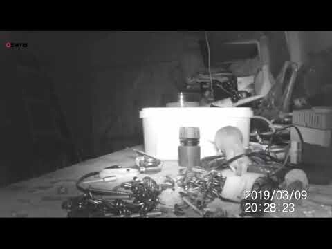 Мышь из Великобритании наводит порядок в гараже (видео)