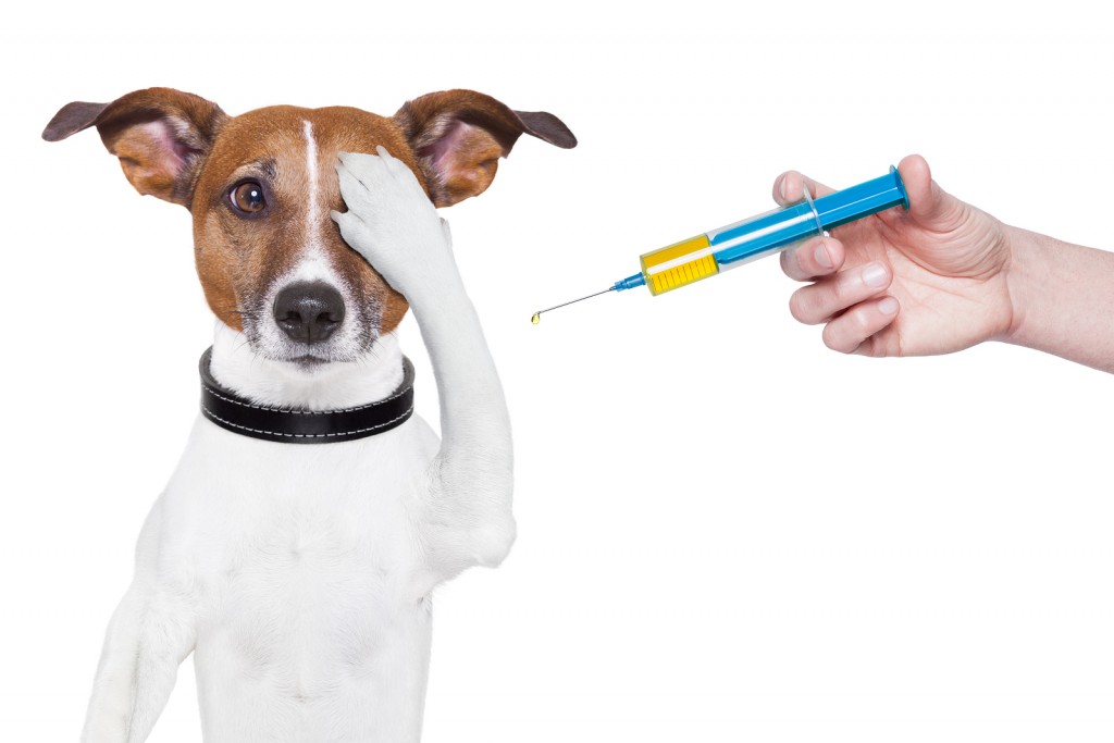 Прививку от рака испытывают на собаках