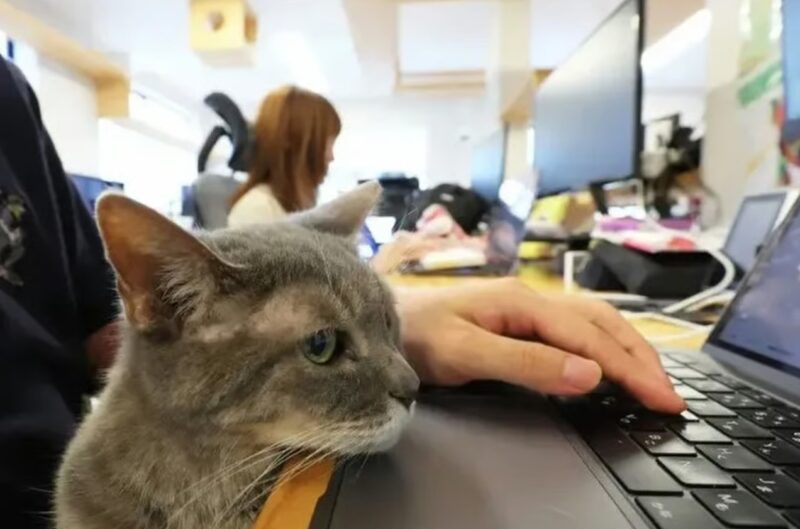 Японская компания взяла на работу 10 кошек, чтобы спасти сотрудников от выгорания