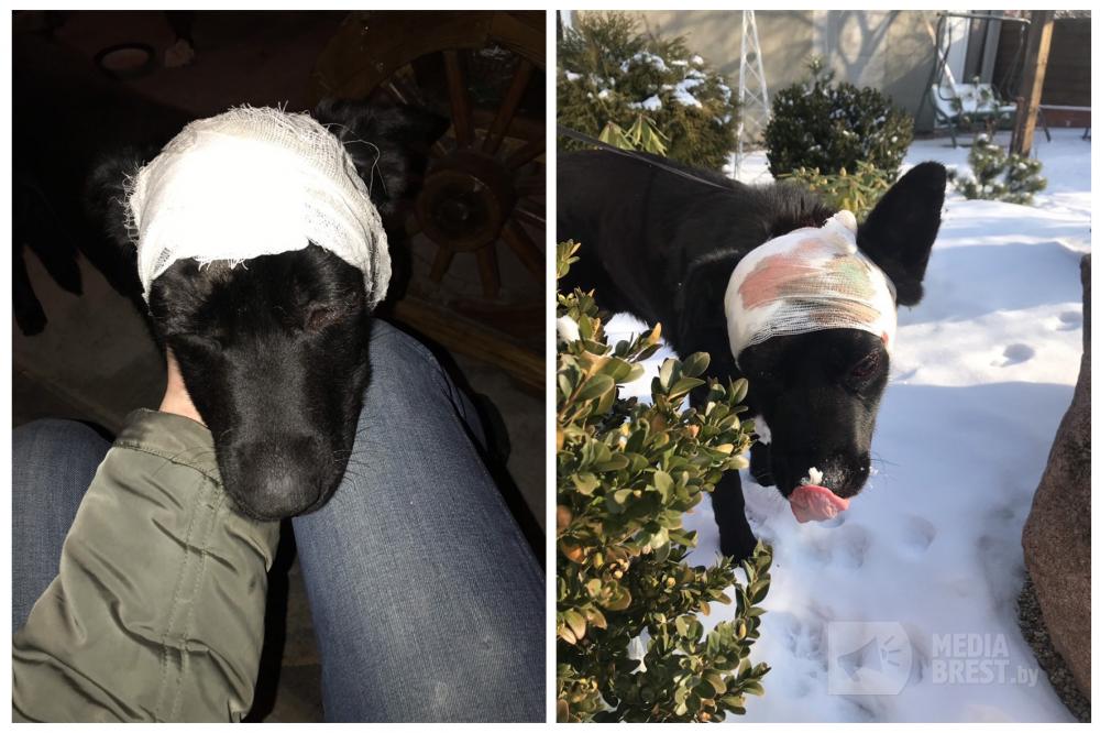 «Реабилитация займёт полгода»: как дела у пса, которого нашли замученным в Ружанах