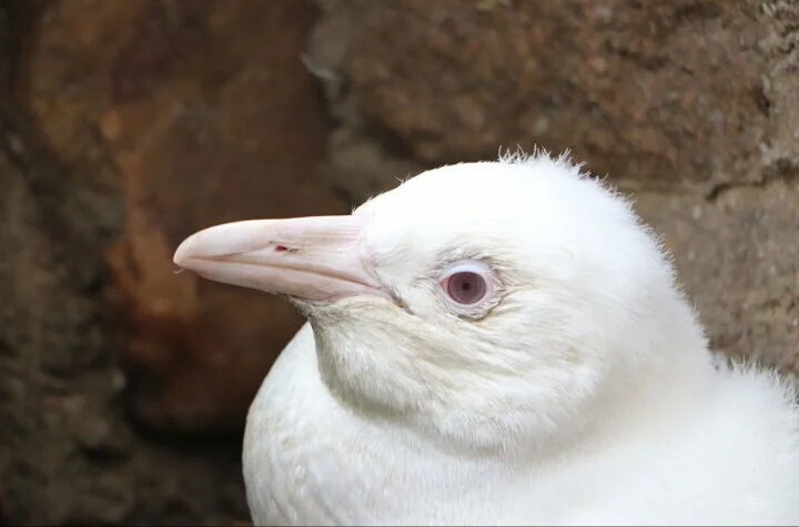 Редкий пингвин-альбинос родился в Польше