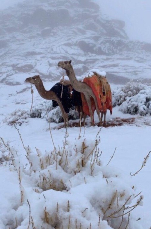 Верблюды в шоке: снег окутал Саудовскую Аравию 