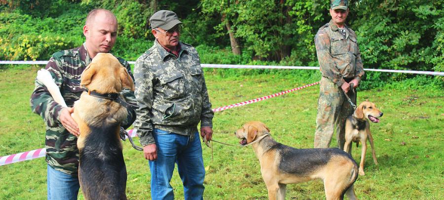 В Бресте прошла межрайонная выставка охотничьих собак