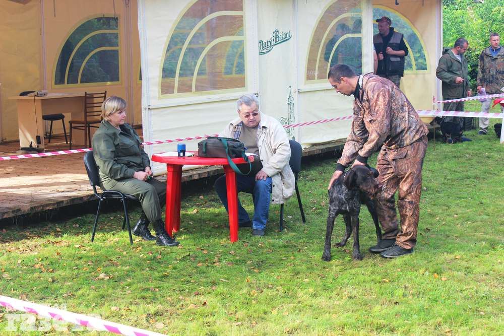 В Бресте прошла межрайонная выставка охотничьих собак1