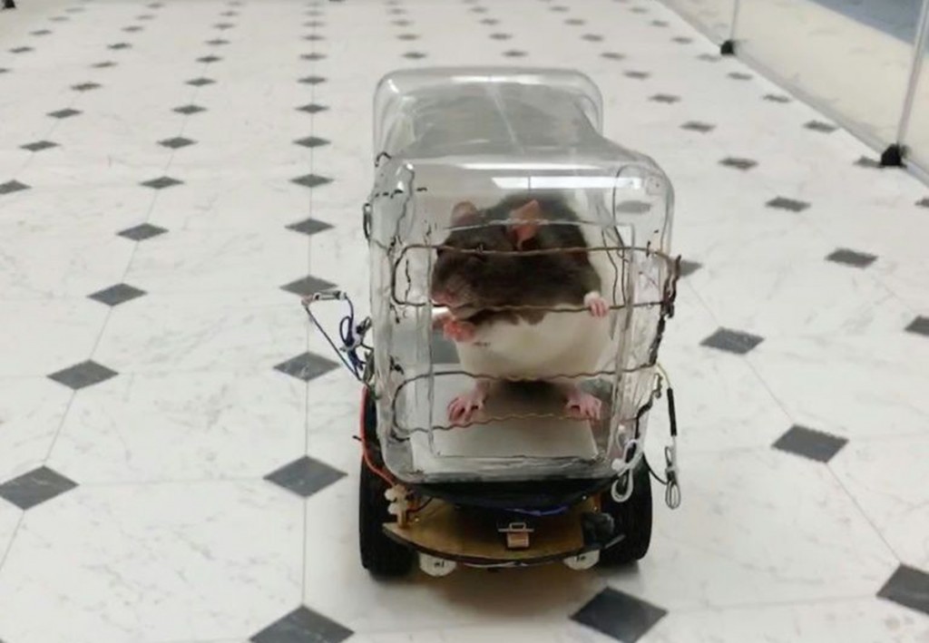 Видео: крысы научились управлять машинками