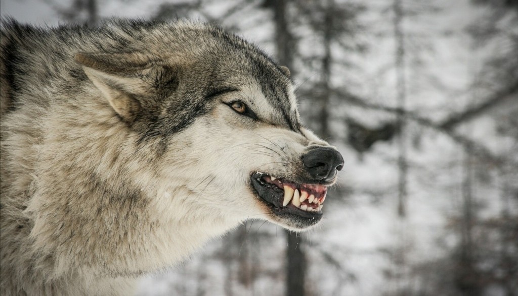 Волк покусал четырех человек в Столбцах