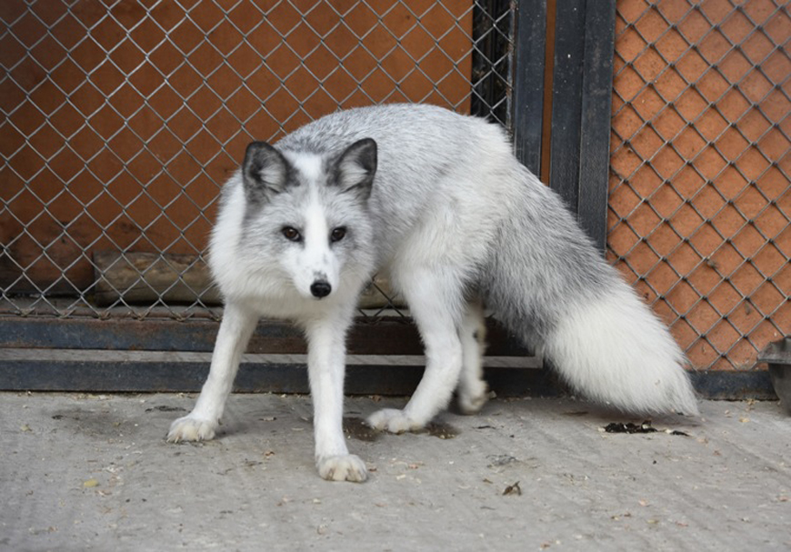 Житель Минска подарил зоопарку серебристую лису