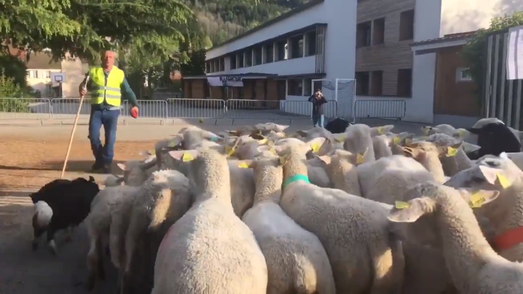 Баранов и овец зачислили во французскую школу