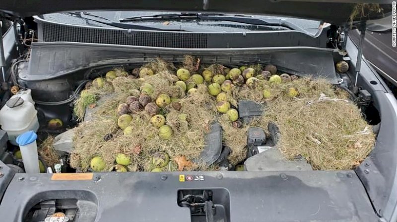 Белки в США заполнили машину сотнями орехов
