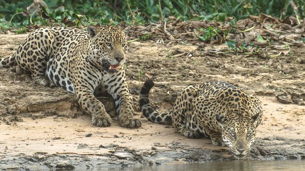 На бразильских болотах нашли странных ягуаров: они живут стаей и рыбачат вместо охоты