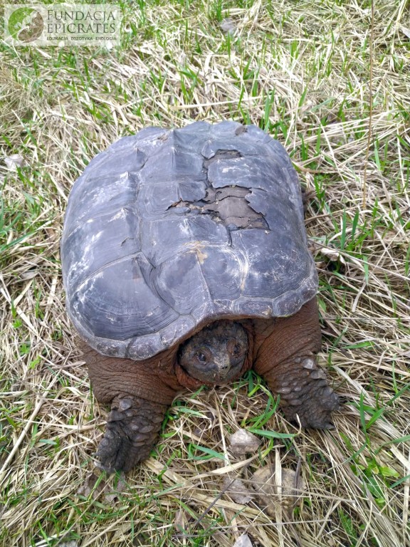 Кусающуюся черепаху нашли под Варшавой. Они могут прийти и в Беларусь?