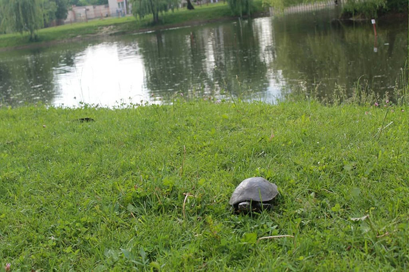 Черепахи появились водоемах Кобрина