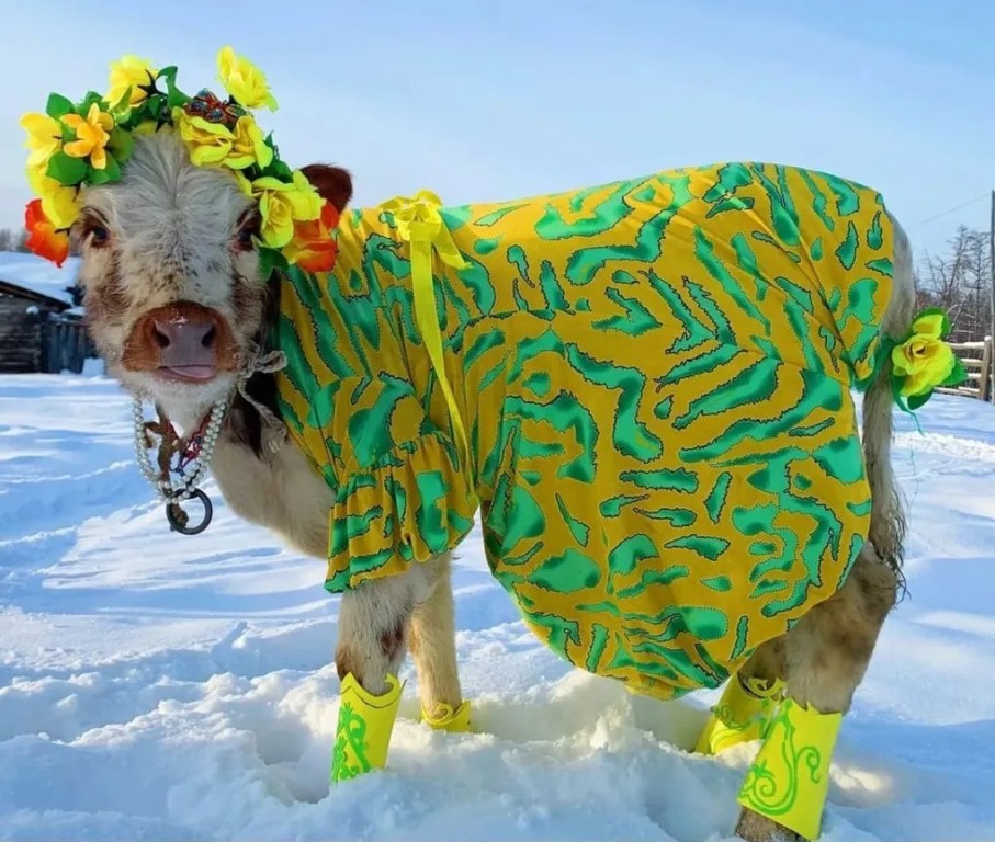 Конкурс красоты среди коров провели в Якутии