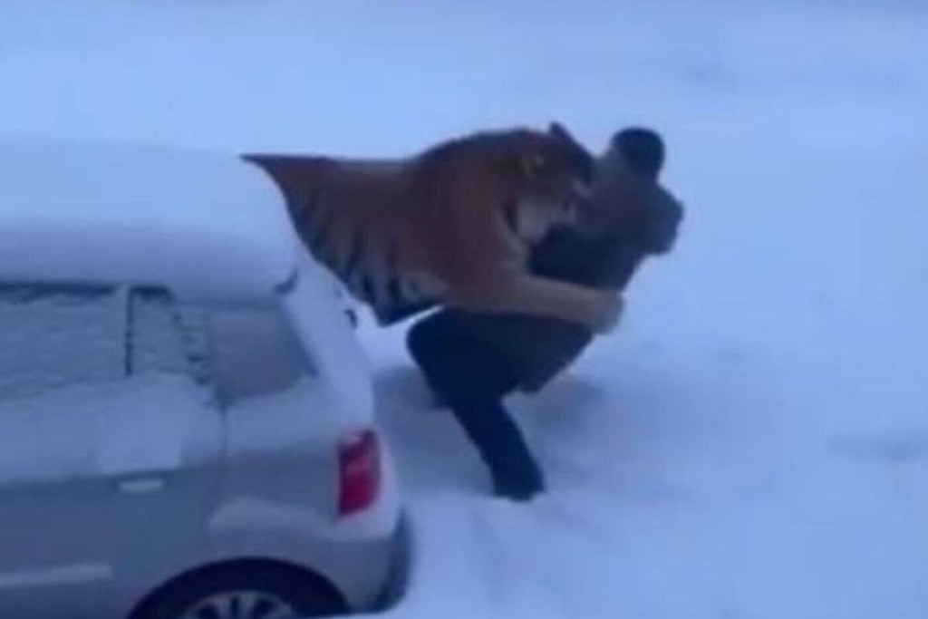 Кадр из фейкового видео про тигра