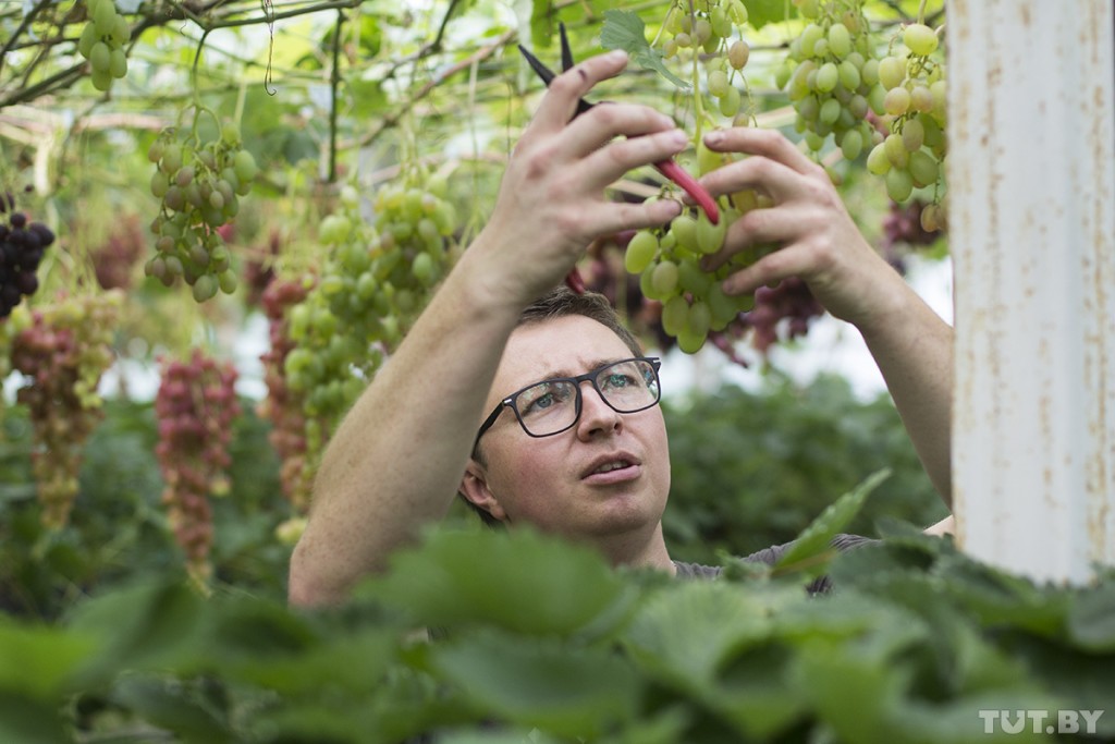 Фермер из Столина «подсаживает» людей на белорусский виноград 