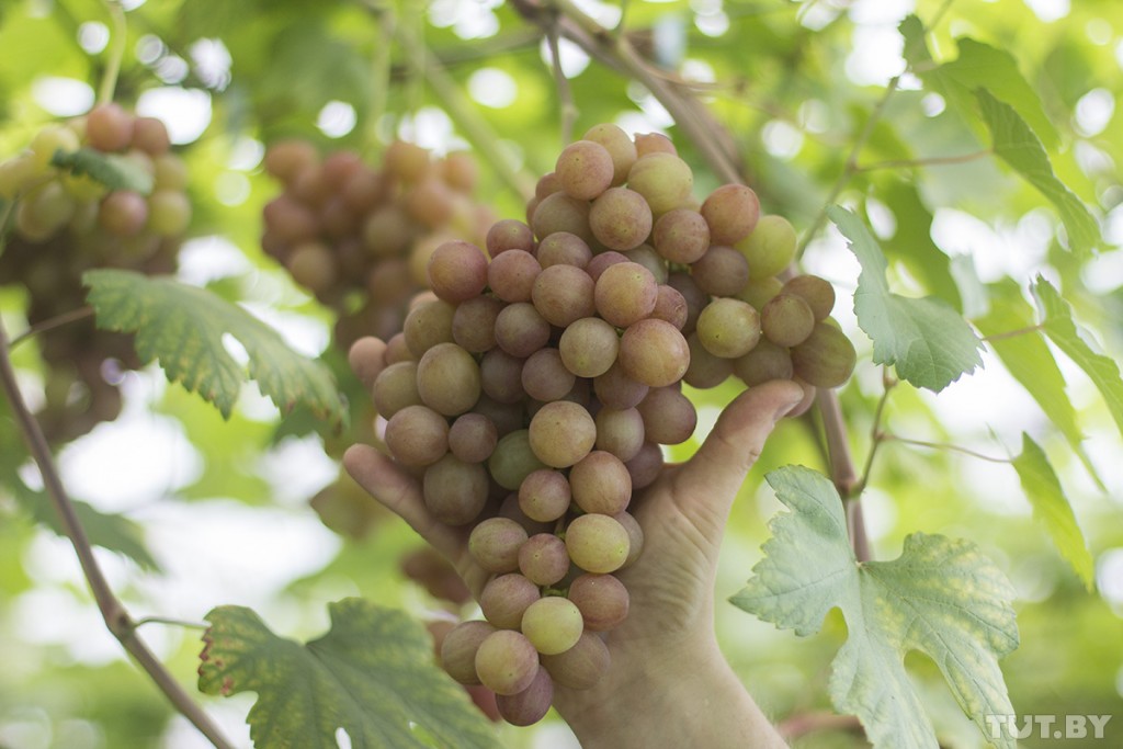 Фермер из Столина «подсаживает» людей на белорусский виноград 