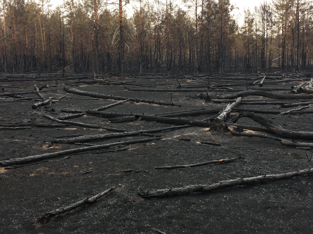 Фоторепортаж: как выглядят Ольманские болота после пожара