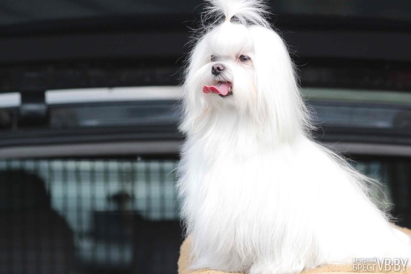 Фоторепортаж: самых красивых собак показали в Бресте