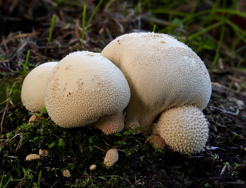 Грибы съедобные и их двойники. Какие грибы собираем в лукошко?