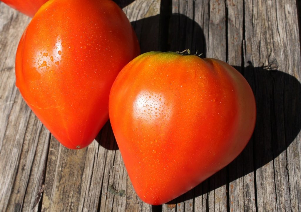 Лучшие сорта томатов – характеристика и фото