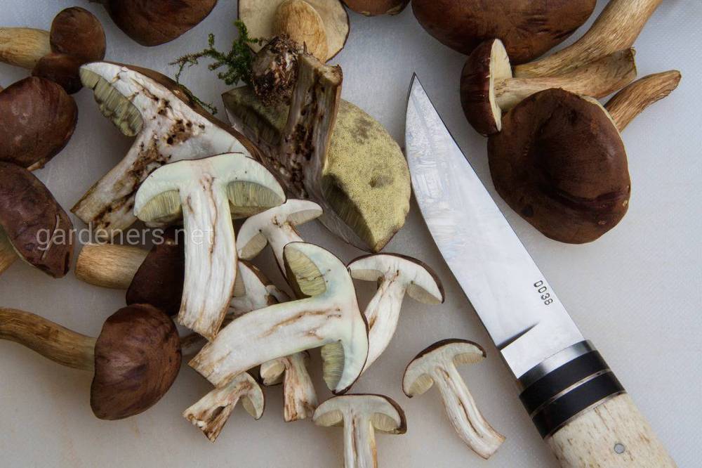 Как быстро и легко заморозить грибы дома