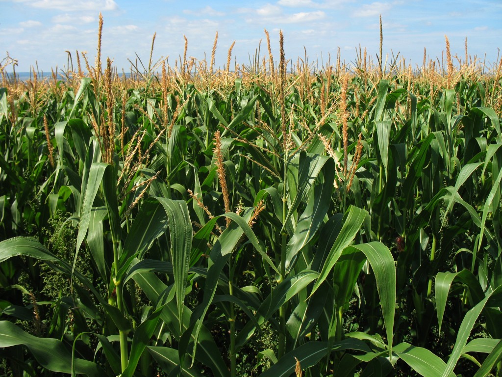   <не указано> article-img Как правильно выращивать кукурузу на своем участке