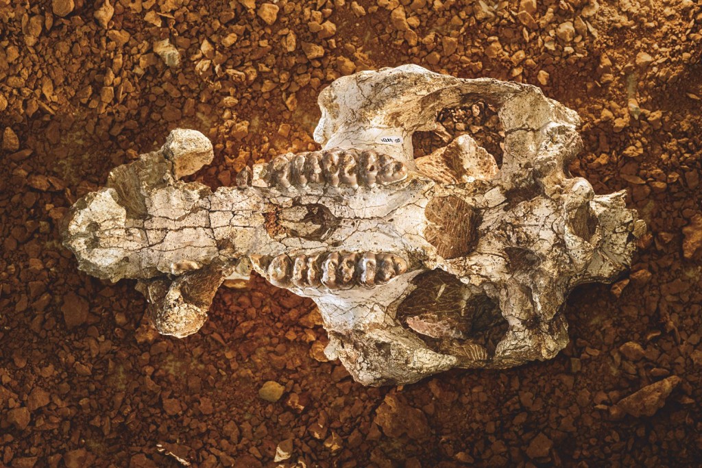 Кан-Мата, Испания: настоящая свалка окаменелостей