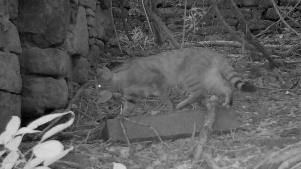 Лесной кот в фотоловушке