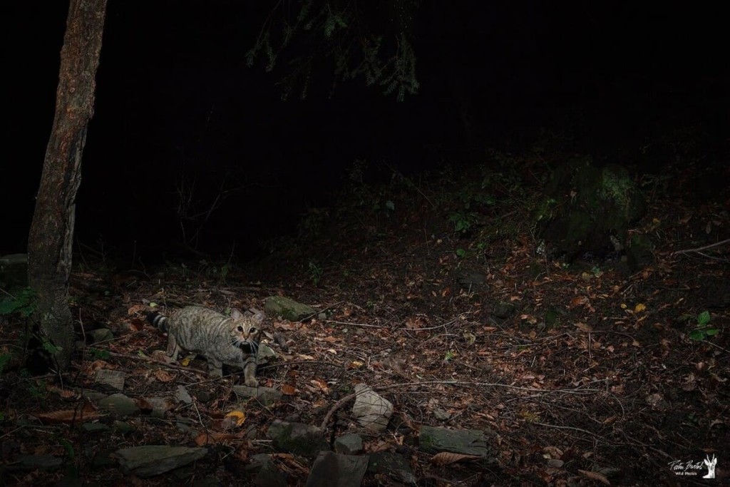 лесная кошка