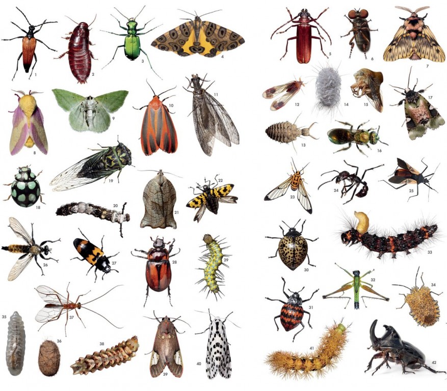 Куда пропали насекомые и чем это нам грозит?