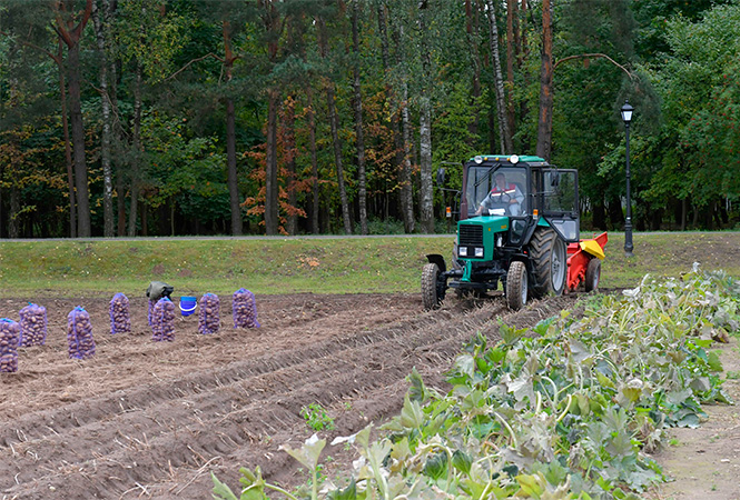 Лукашенко продолжает убирать урожай (видео)